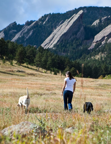 Susan-Fecko-Black-Dog-Studio-PR- ABOUT